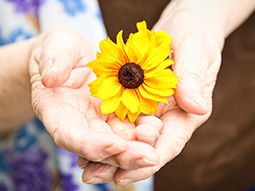 Sonnenblume in Hand